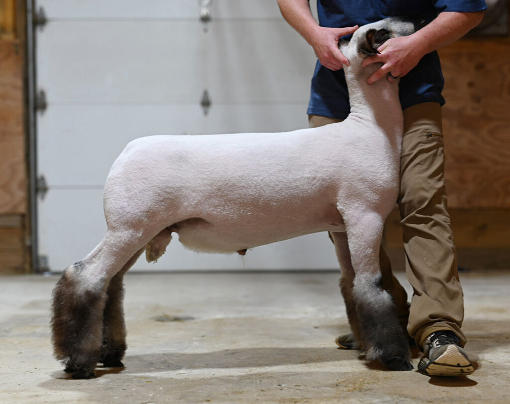 Stud Rams - Impact Hampshires